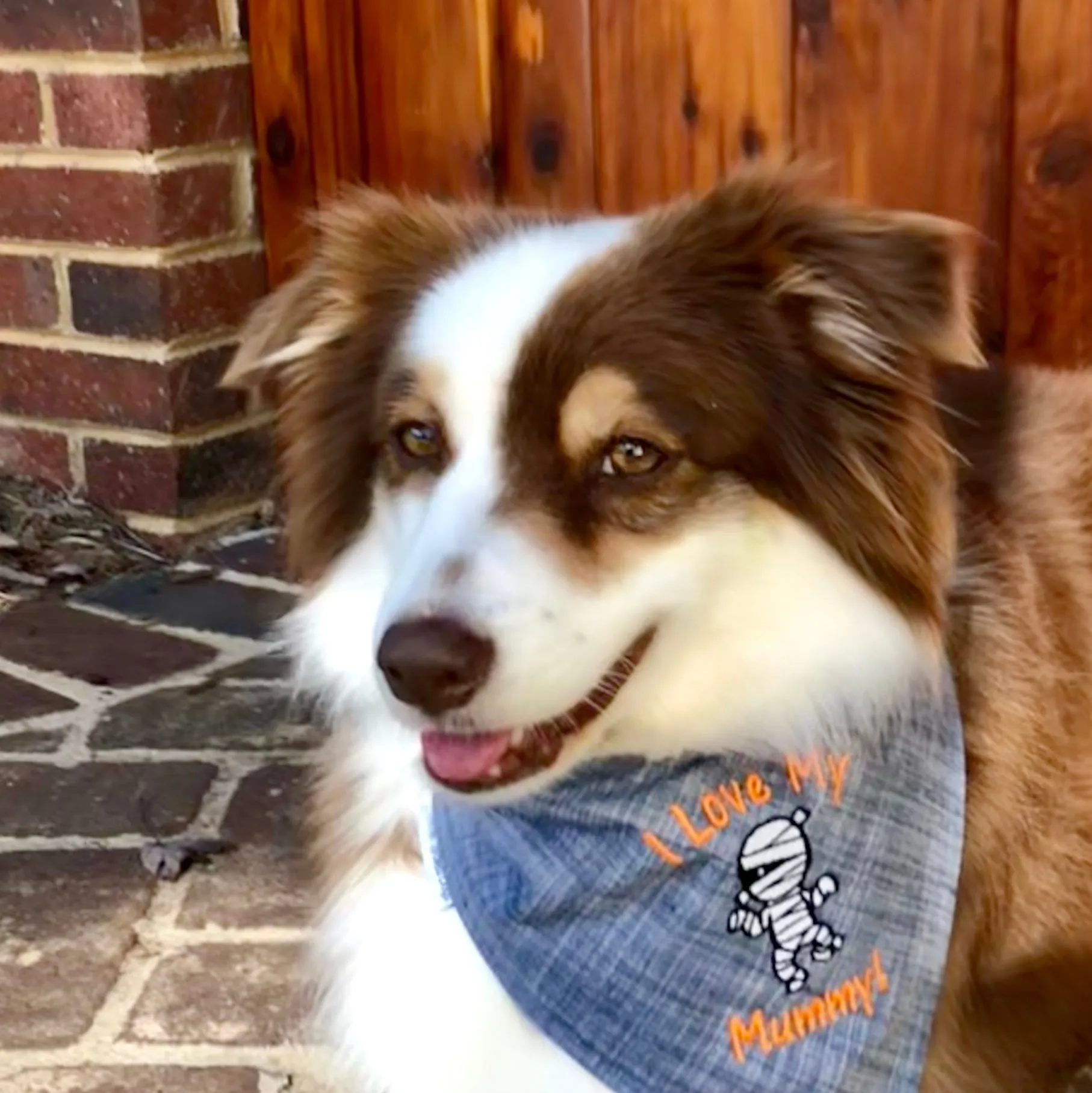 Personalized Halloween Pet Bandanas with Pets Name